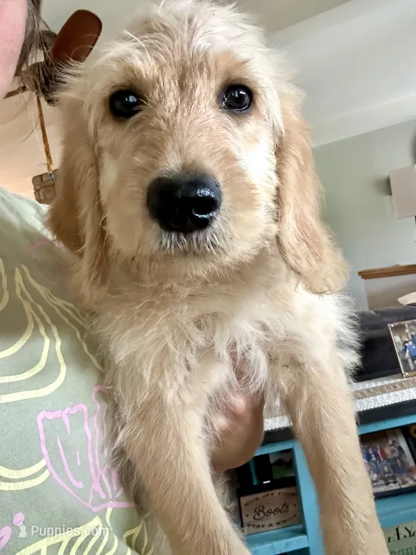 Rosco – Goldendoodle puppy for sale in Taylorsville, GA