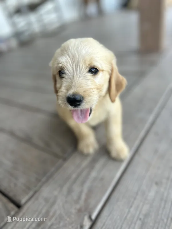 Reed – Goldendoodle puppy for sale in Taylorsville, GA