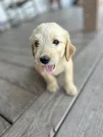 Reed, a male Goldendoodle for sale in Taylorsville, GA – 1 of 3