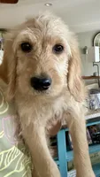 Rosco, a male Goldendoodle for sale in Taylorsville, GA – 3 of 4