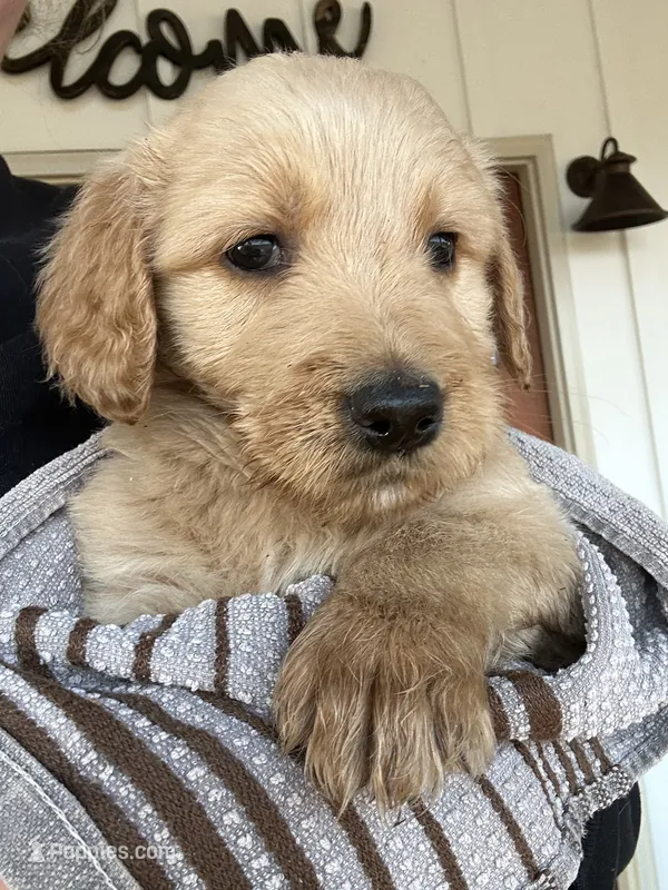 Hank-Ready for forever home!