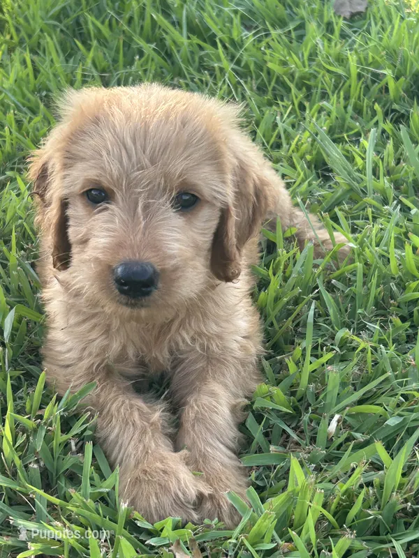 Max- ready for forever home – Goldendoodle puppy for sale in Taylorsville, GA