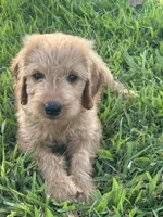 Max- ready for forever home, a male Goldendoodle for sale in Taylorsville, GA – 1 of 3