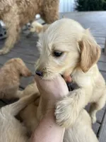 Reed, a male Goldendoodle for sale in Taylorsville, GA – 3 of 3