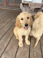 Teddy, a male Goldendoodle for sale in Taylorsville, GA – 2 of 7