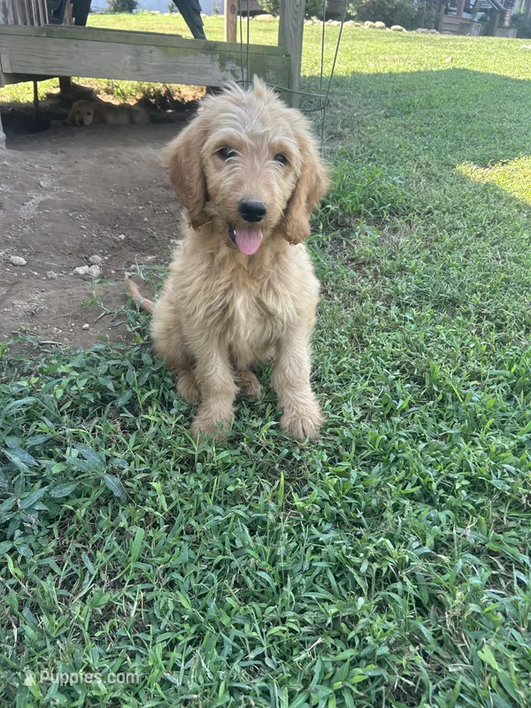 Max- ready for forever home – Goldendoodle puppy for sale in Taylorsville, GA