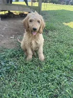 Max- ready for forever home, a male Goldendoodle for sale in Taylorsville, GA – 4 of 6