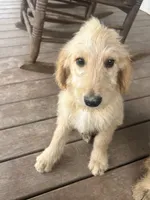 Teddy, a male Goldendoodle for sale in Taylorsville, GA – 5 of 7