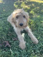 Max- ready for forever home, a male Goldendoodle for sale in Taylorsville, GA – 2 of 6