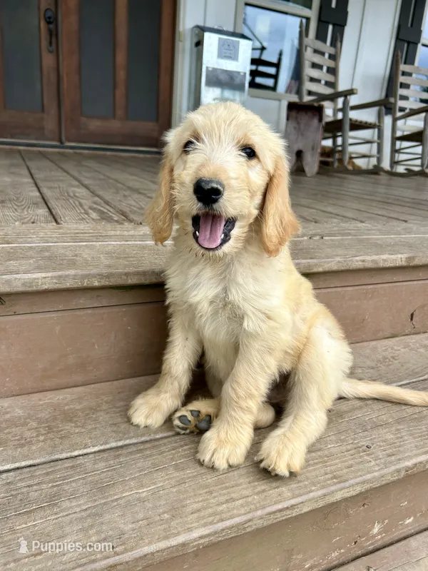 Reed – Goldendoodle puppy for sale in Taylorsville, GA