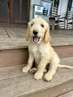 Reed F2B, a male Goldendoodle for sale in Taylorsville, GA – 1 of 8