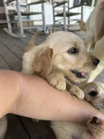 Reed, a male Goldendoodle for sale in Taylorsville, GA – 2 of 3