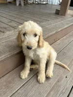 Reed F2B, a male Goldendoodle for sale in Taylorsville, GA – 4 of 8