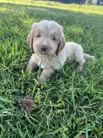Blue, a male Goldendoodle for sale in Taylorsville, GA – 1 of 2