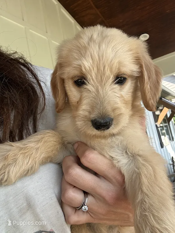 Sadie – Goldendoodle puppy for sale in Taylorsville, GA