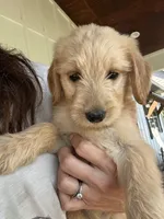 Sadie, a female Goldendoodle for sale in Taylorsville, GA – 1 of 2