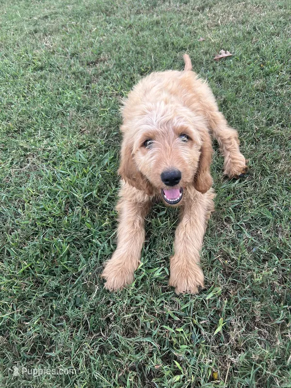 Max- ready for forever home – Goldendoodle puppy for sale in Taylorsville, GA