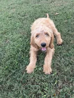 Max- ready for forever home, a male Goldendoodle for sale in Taylorsville, GA – 3 of 6