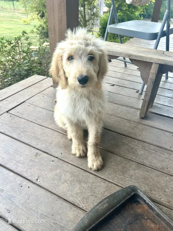 Reed F2B – Goldendoodle puppy for sale in Taylorsville, GA