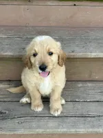 Tucker, a male Goldendoodle for sale in Taylorsville, GA – 2 of 2
