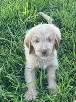 Blue, a male Goldendoodle for sale in Taylorsville, GA – 2 of 2