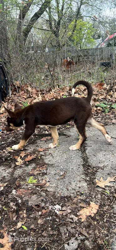 Khalessi – German Shepherd Dog, Rottweiler puppy for sale in Detroit, MI