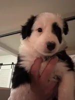 Mackenzie , a male Border Collie for sale in Lawrenceville, GA – Photo 1 of 3