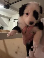 Mackenzie , a male Border Collie for sale in Lawrenceville, GA – Photo 2 of 3