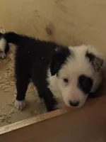 Mackenzie , a male Border Collie for sale in Lawrenceville, GA – Photo 3 of 3