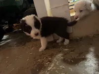 Lucky, a male Border Collie for sale in Lawrenceville, GA – Photo 2 of 2