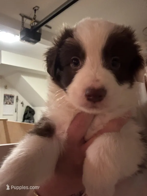 Lucky – Border Collie puppy for sale in Lawrenceville, GA