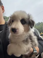 Bluey, a female Border Collie for sale in Lawrenceville, GA – Photo 2 of 3