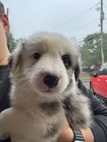 Bluey, a female Border Collie for sale in Lawrenceville, GA – Photo 3 of 3