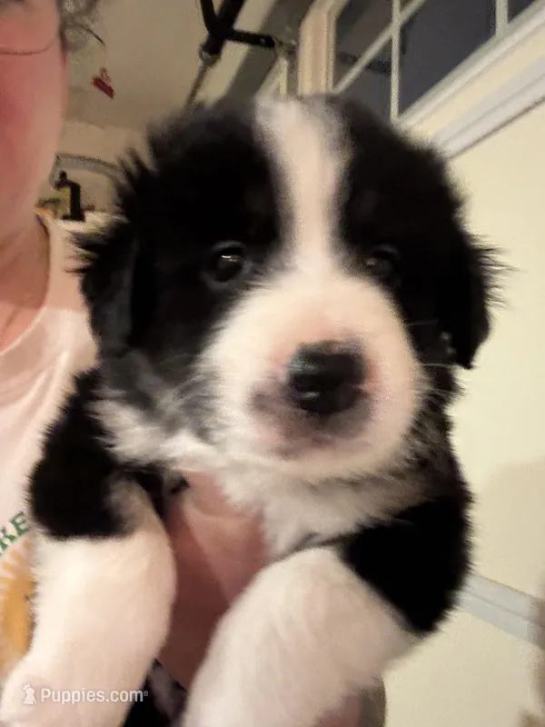 Winston – Border Collie puppy for sale in Lawrenceville, GA