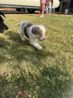 Muffin, a female Border Collie for sale in Lawrenceville, GA – Photo 3 of 3