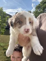 Muffin, a female Border Collie for sale in Lawrenceville, GA – Photo 1 of 3