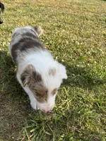 Muffin, a female Border Collie for sale in Lawrenceville, GA – Photo 2 of 3