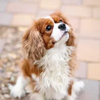 Kingston, a male Cavalier King Charles Spaniel for sale in New River, AZ – Photo 1 of 2