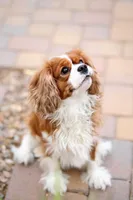 Kingston, a male Cavalier King Charles Spaniel for sale in New River, AZ – Photo 1 of 2