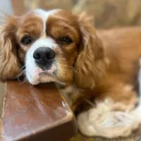 Kingston, a male Cavalier King Charles Spaniel for sale in New River, AZ – Photo 2 of 2