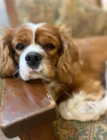 Kingston, a male Cavalier King Charles Spaniel for sale in New River, AZ – Photo 2 of 2