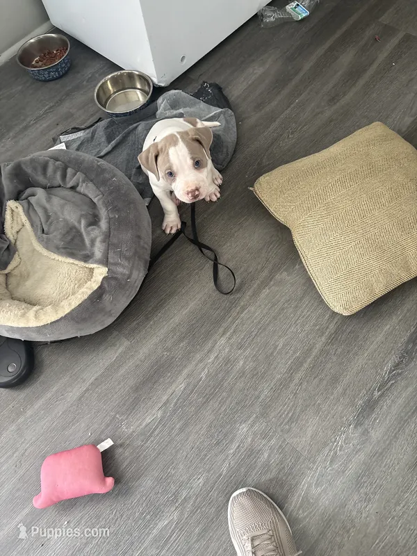 Thor  – American Pit Bull Terrier puppy for sale in Nash, TX