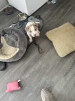 Thor , a male American Pit Bull Terrier for sale in Nash, TX – 1 of 3