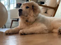 Cala, a female Great Pyrenees for sale in Miami, FL – Photo 1 of 4