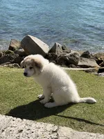 Cala, a female Great Pyrenees for sale in Miami, FL – Photo 4 of 4