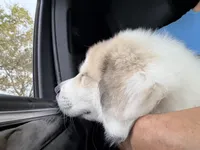 Cala, a female Great Pyrenees for sale in Miami, FL – Photo 3 of 4