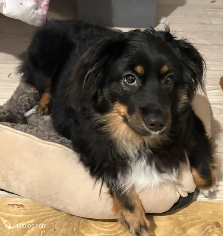 Hoss – Miniature Australian Shepherd puppy for sale in Lowgap, NC