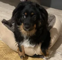 Hoss, a male Miniature Australian Shepherd for sale in Lowgap, NC – 2 of 2