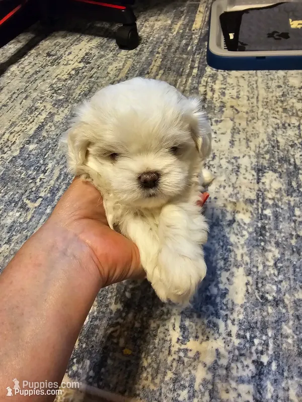 Rj – Havanese, Maltese puppy for sale in Sturgis, MI