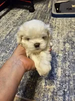 Rj, a male Havanese and Maltese for sale in Sturgis, MI – 2 of 3